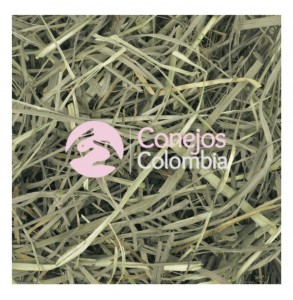 Heno orchard para conejos, cobayas, chinchillas y otros roedores | Conejos Colombia